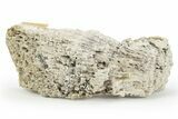 Sparkling, Agatized Fossil Coral Geode - Florida #250939-1